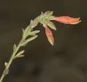 Contarinia zauschneriae - photo 2
