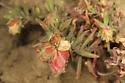 Contarinia zauschneriae - photo 4
