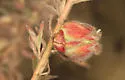 Contarinia zauschneriae - photo 5