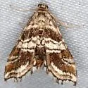 Contiger vittatalis - Hodges#4752