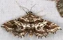 Contiger vittatalis - Hodges#4752 - photo 2