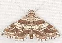 Contiger vittatalis - Hodges#4752 - photo 3