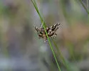 Contiger vittatalis - Hodges#4752 - photo 4