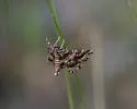 Contiger vittatalis - Hodges#4752 - photo 5