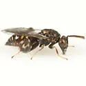 Conura albifrons