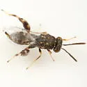 Conura albifrons - photo 2