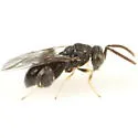 Conura albifrons - photo 3