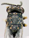 Conura delumbis - photo 2