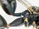 Conura delumbis - photo 4
