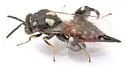 Conura dema - photo 2