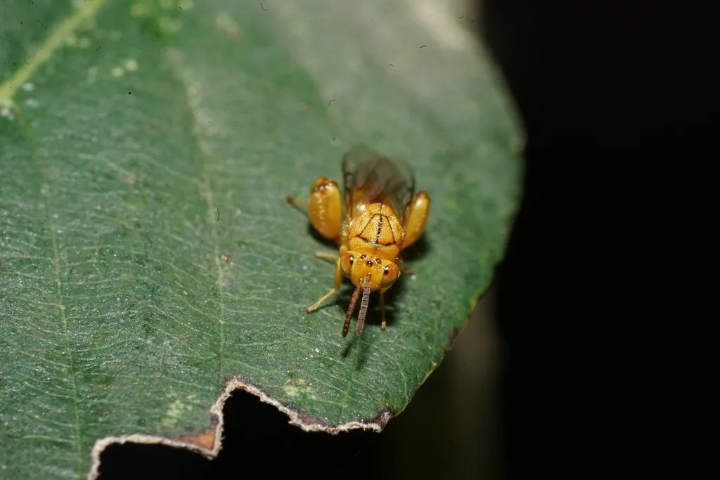 Conura igneoides 0 - photo 2