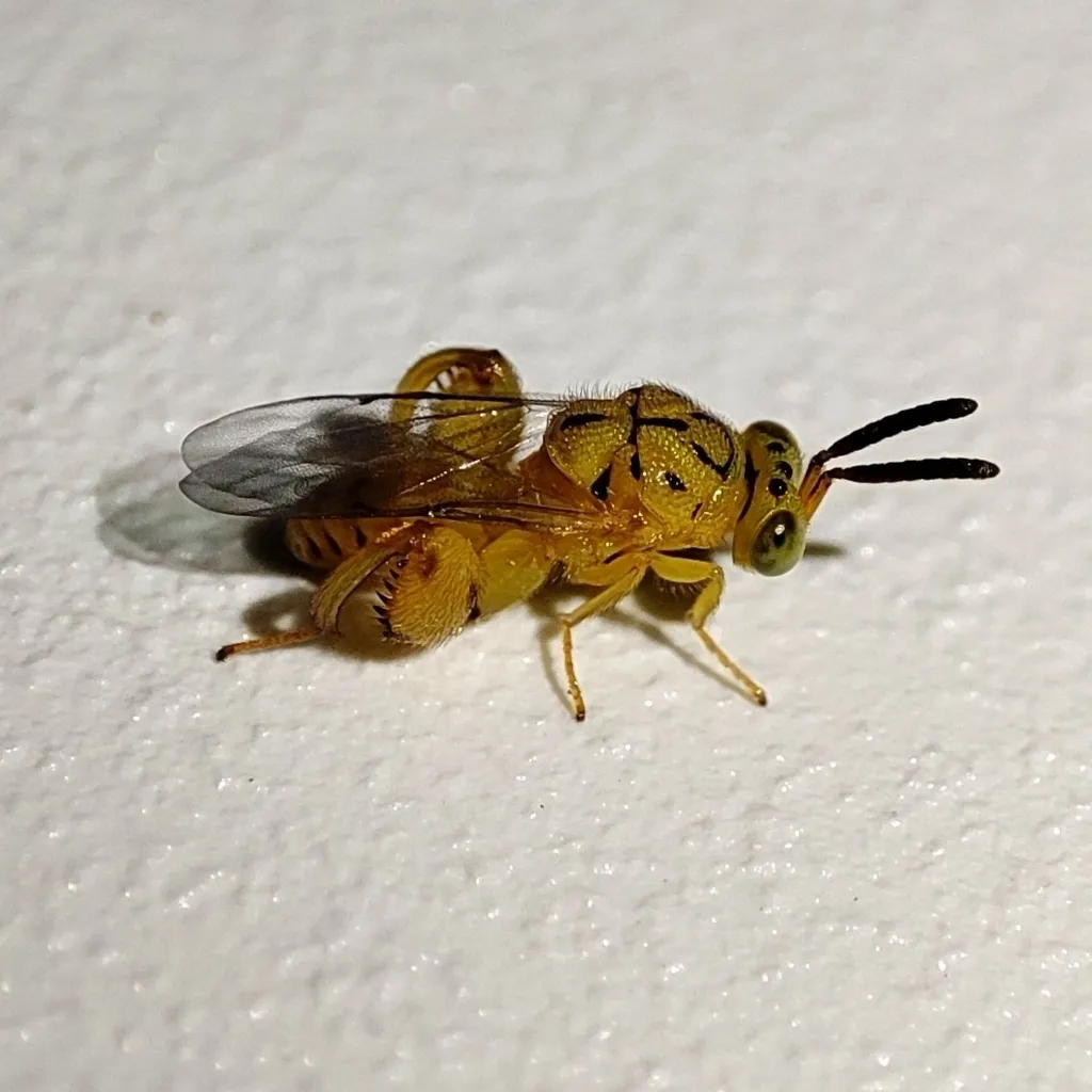 Conura maculata - photo 2