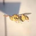 Conura maria