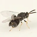 Conura melana