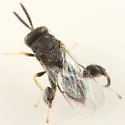 Conura melana - photo 2