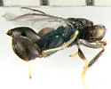 Conura melana - photo 5