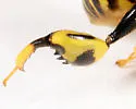 Conura nigricornis - photo 2