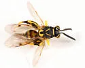 Conura nigricornis - photo 3