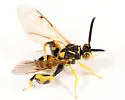Conura nigricornis - photo 4