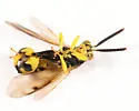 Conura nigricornis - photo 5