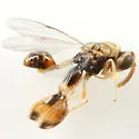 Conura odontotae