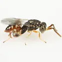 Conura sanguiniventris