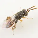 Conura sanguiniventris - photo 2