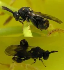 Conura xanthostigma