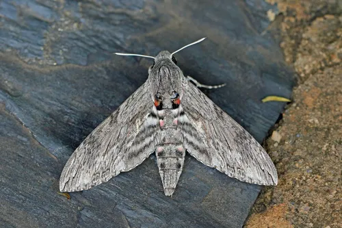 Convolvulus Hawk-moth