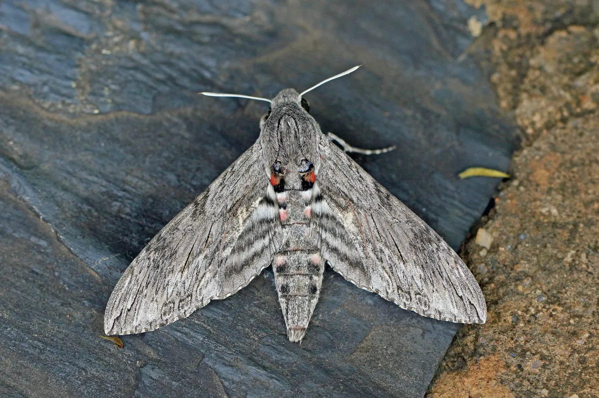 Convolvulus Hawk-moth - photo 3