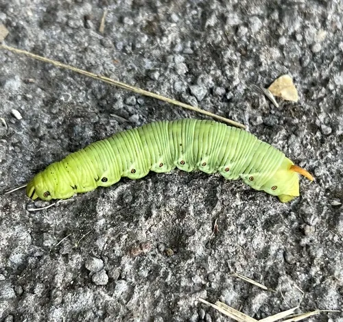 Convolvulus Hawk-moth - photo 4