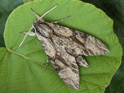 Convolvulus Hawk-moth - photo 5