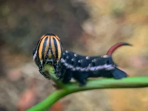 Convolvulus Hawk-moth - photo 7