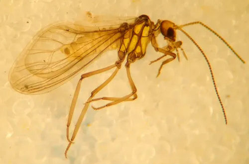Conwentzia barretti