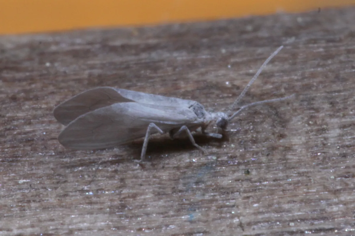 Conwentzia pineticola - photo 3