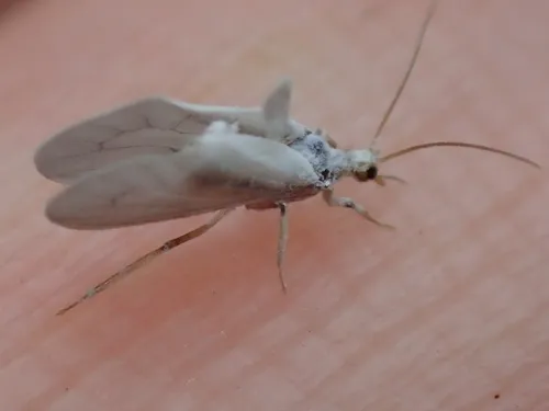 common wax-fly