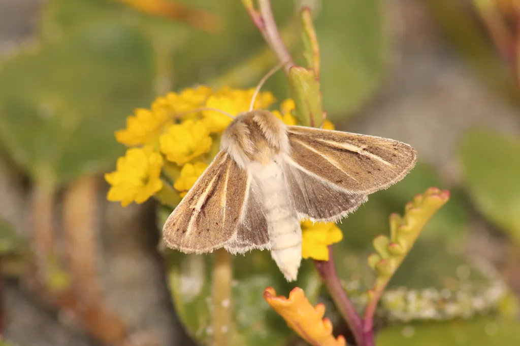 Sand-verbena Moth - Hodges#10690.1 - photo 2