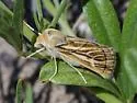 Copablepharon pictum - Hodges#10686.1 - Copablepharon pictum