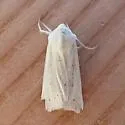 Copablepharon spiritum - Hodges#10693.1 - photo 2