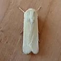 Copablepharon spiritum - Hodges#10693.1 - photo 4