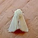 Copablepharon spiritum - Hodges#10693.1 - photo 5