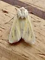 Copablepharon viridisparsa - Hodges#10687 - photo 2