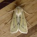 Copablepharon viridisparsa - Hodges#10687 - photo 3