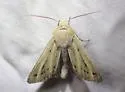 Copablepharon viridisparsa - Hodges#10687 - photo 4