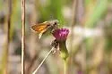 Southern Skipperling - Hodges#4010 - photo 2
