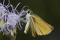 Southern Skipperling - Hodges#4010 - photo 3