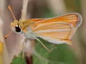 Southern Skipperling - Hodges#4010 - photo 4