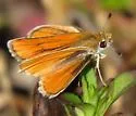 Southern Skipperling - Hodges#4010 - photo 5