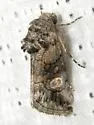 Copanarta aurea - Hodges#10169 - photo 4