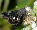Copanarta sexpunctata - Hodges#10168